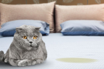 Comment enlever l'odeur de pipi de chat à la maison ?
