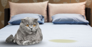 Comment enlever l'odeur de pipi de chat à la maison ?