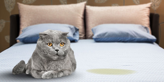 Comment enlever l'odeur de pipi de chat à la maison